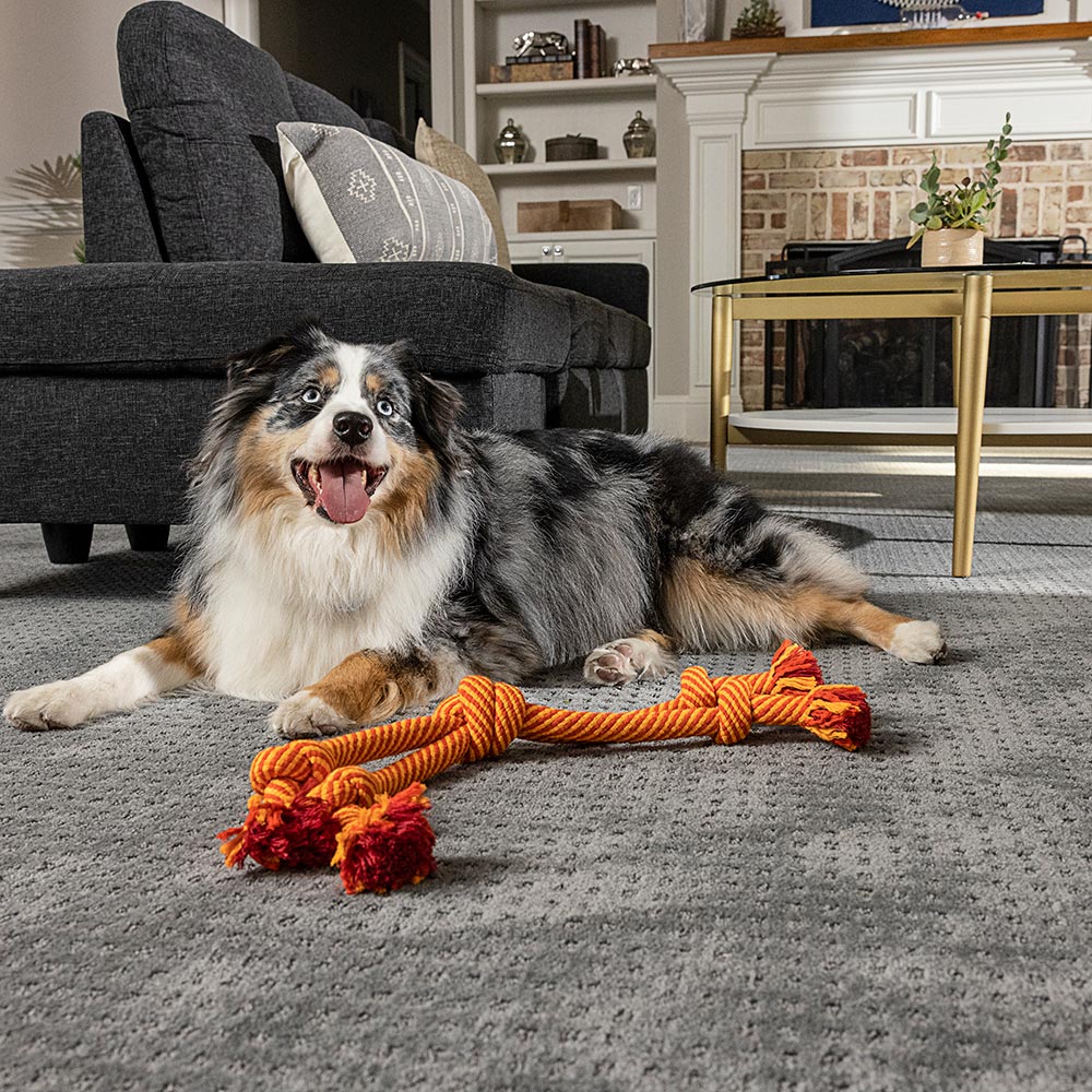 Protect Your Floors and Your Pooch with a Pet Friendly Rug