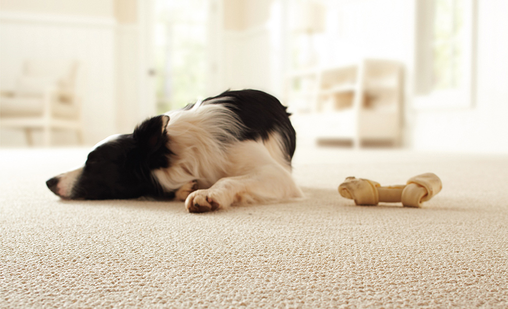 How to Choose the Best Flooring for Dogs - The Home Depot