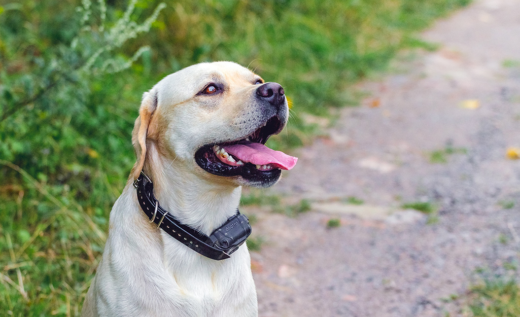 Home depot clearance dog barking deterrent