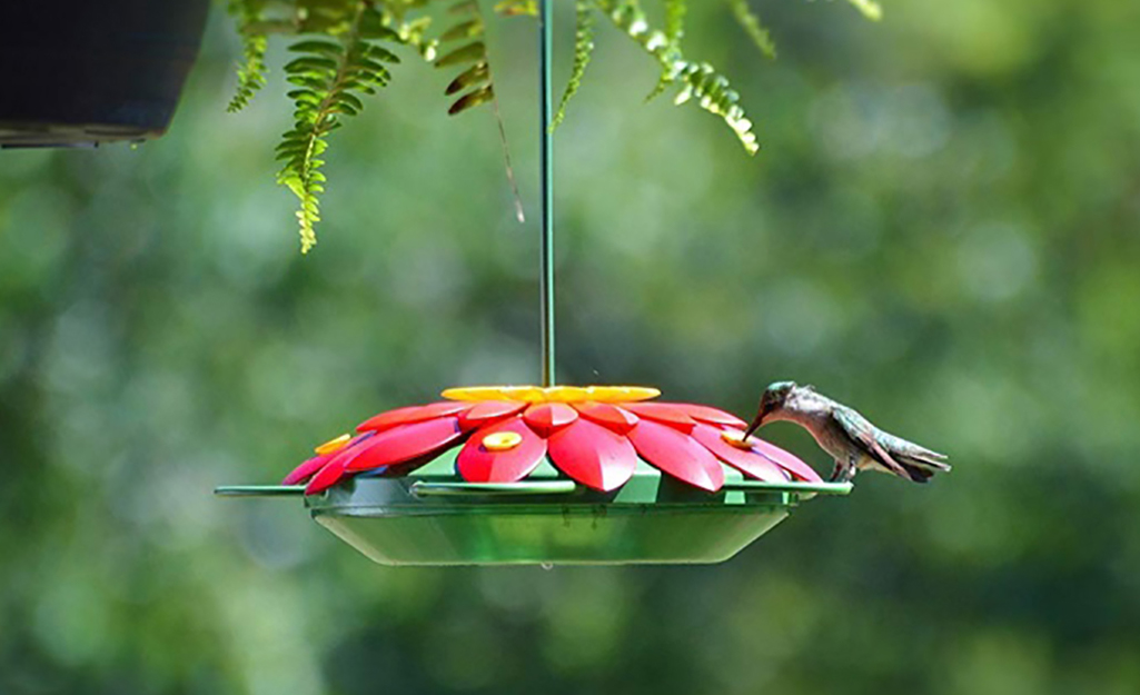 Hummingbird eats from a flower-shaped hummingbird nectar feeder.