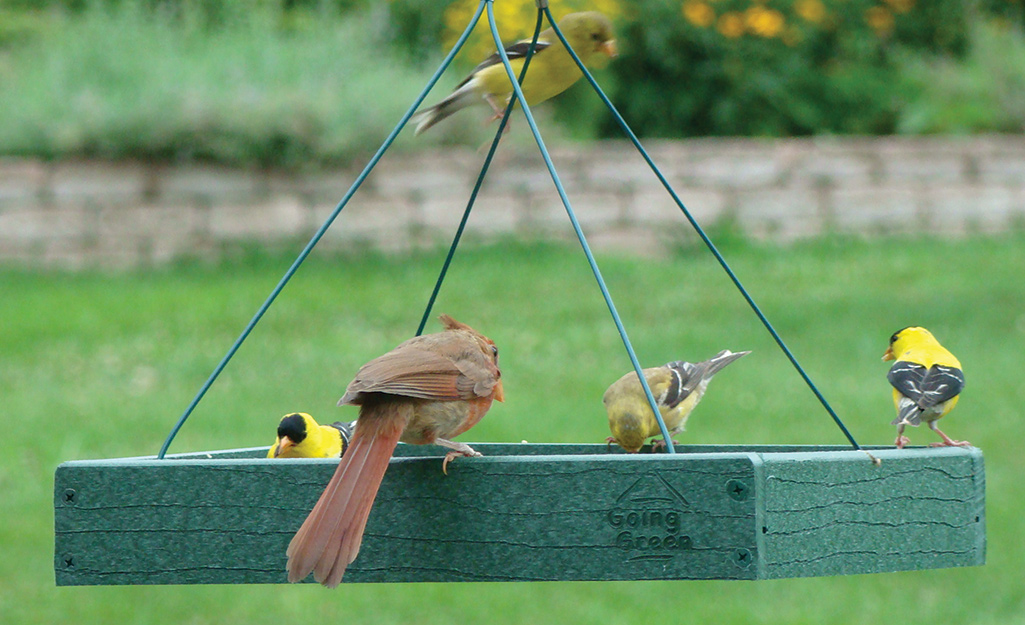 Finches and a cardinal eat from a hanging tray bird feeder.