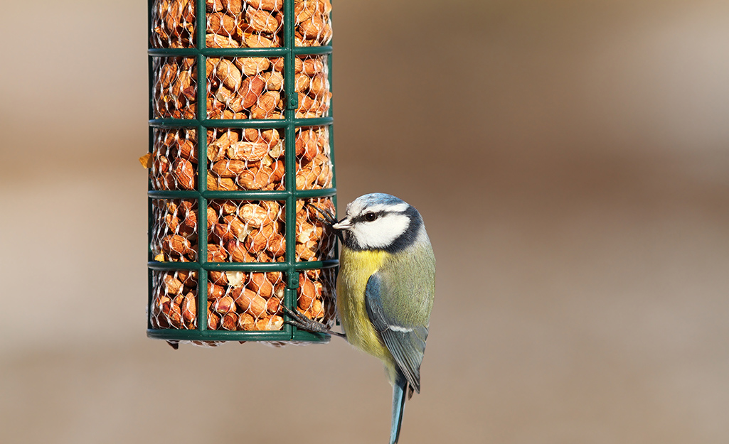 Small bird eats from a wire peanut bird feeder.