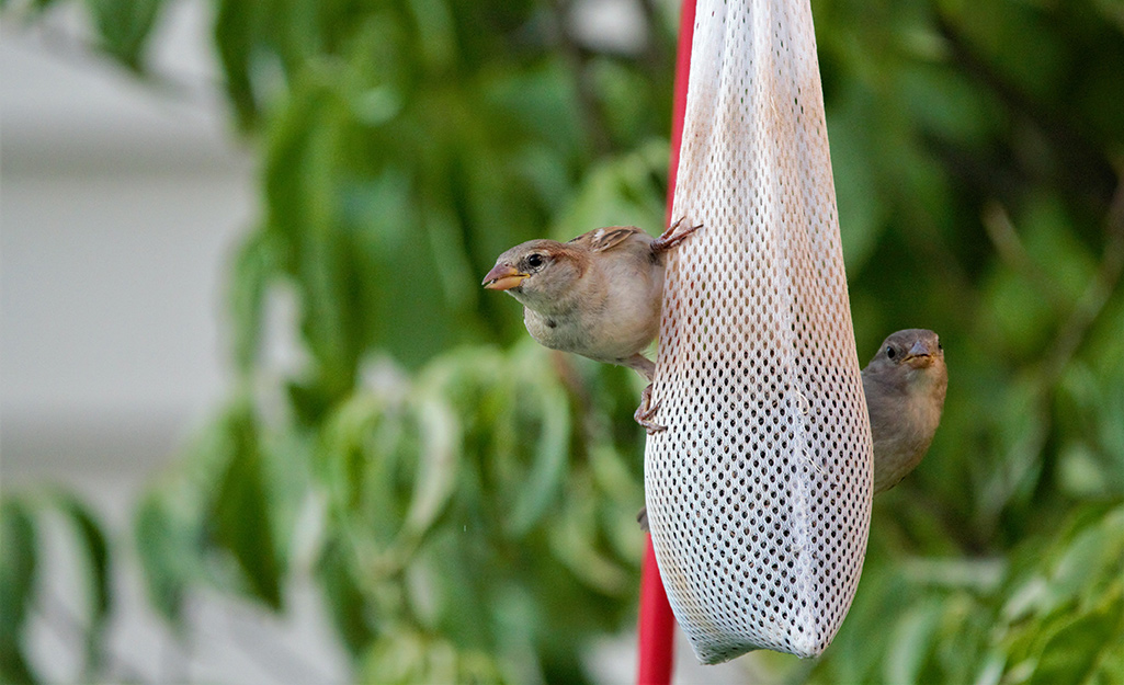 Finches cling to a nyjer thistle sock feeder.