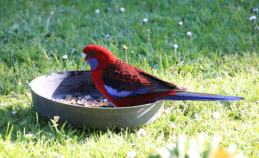 Red and blue bird sits in a ground tray bird feeder.