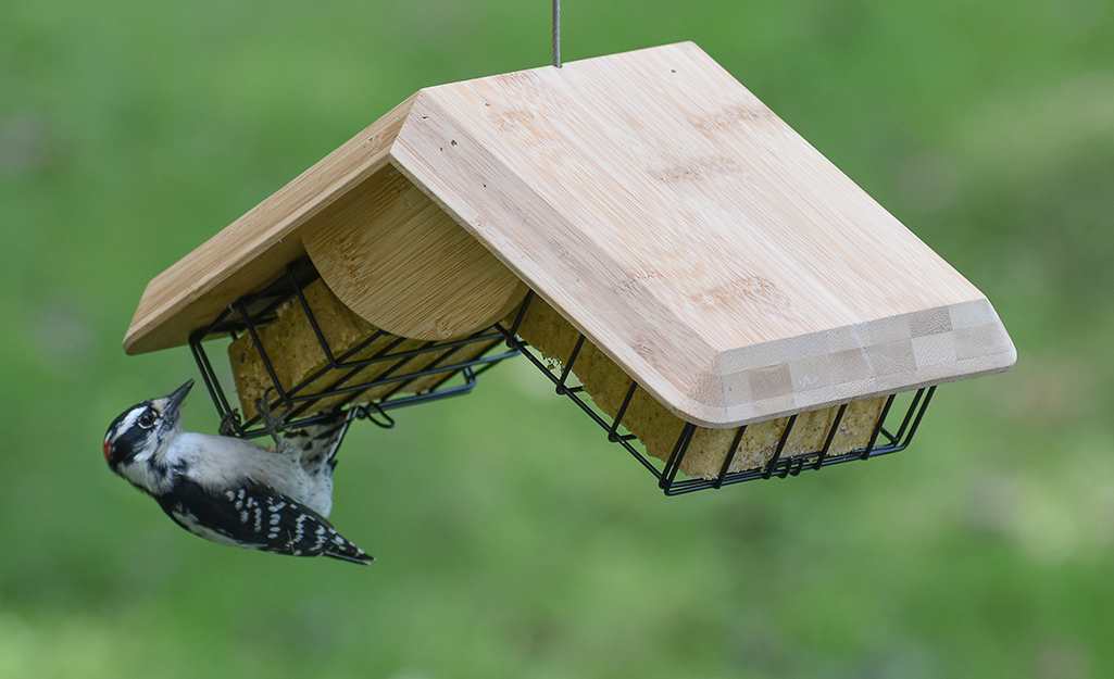 Woodpecker hangs from a suet cage bird feeder.