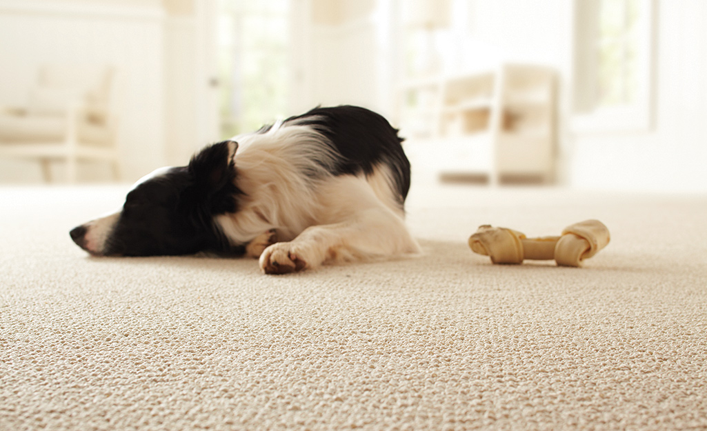 A dog laying on carpet in a home next to a small bone.