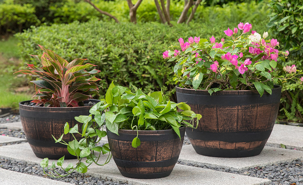 night-time, garden, multicolored flowers, flower pot