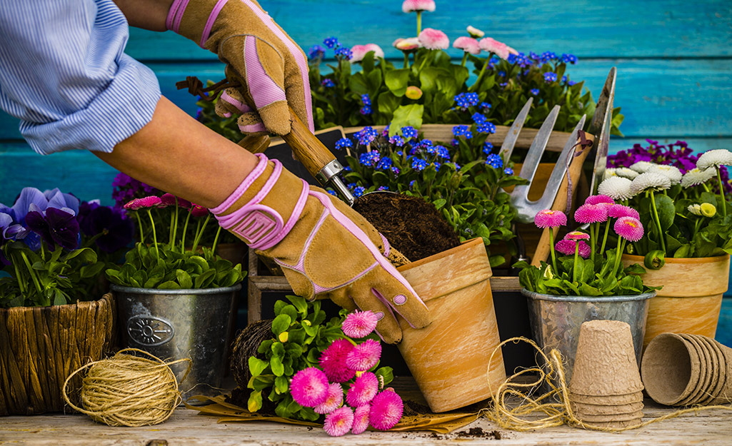 Someone wearing gardening gloves and planting flowers in a terra cotta pot beside other potted plants.