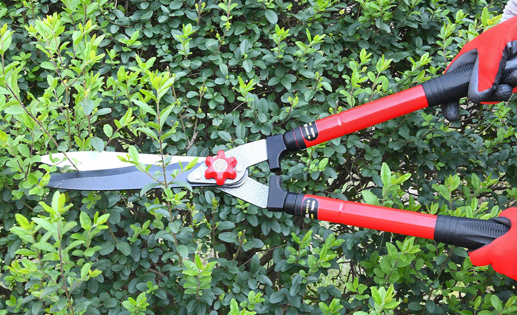 A person trims a shrub with pruning shears.