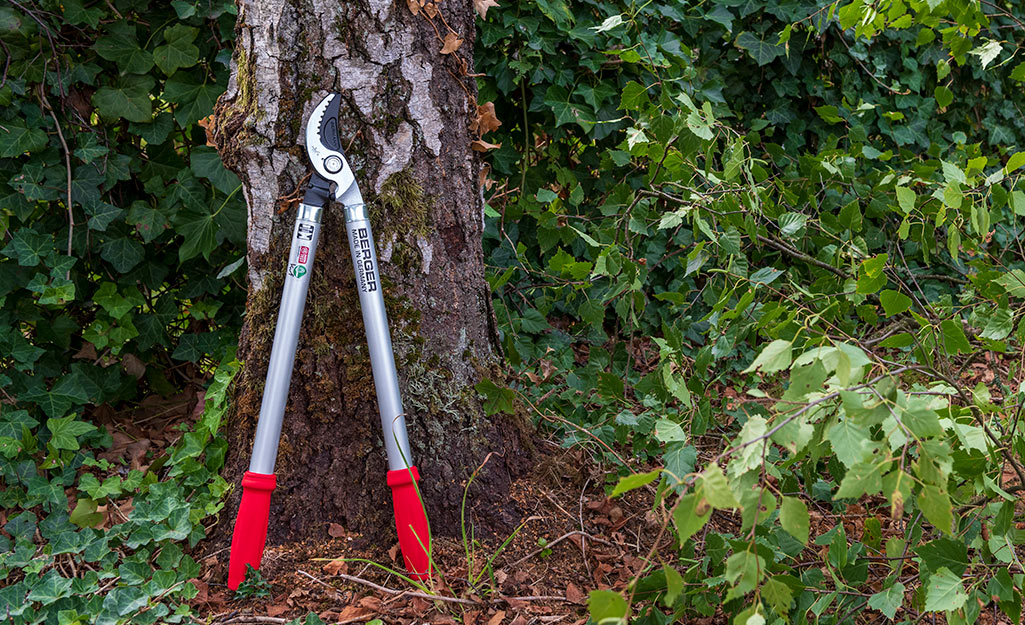A pair of loppers with red handles rests against a tree.