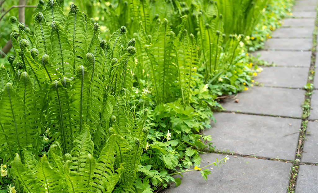 Ferns thrive beside a sloped path.