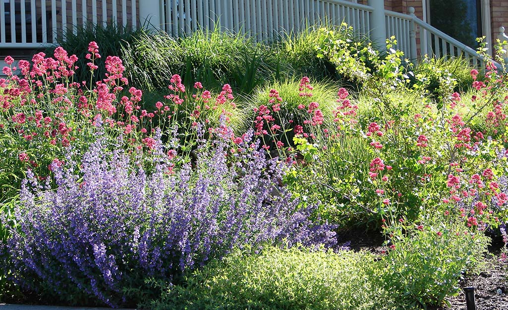 ground cover for flower beds