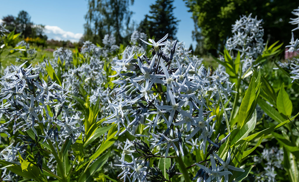 Amsonia (Arkansas Blue Star) in a perennial garden