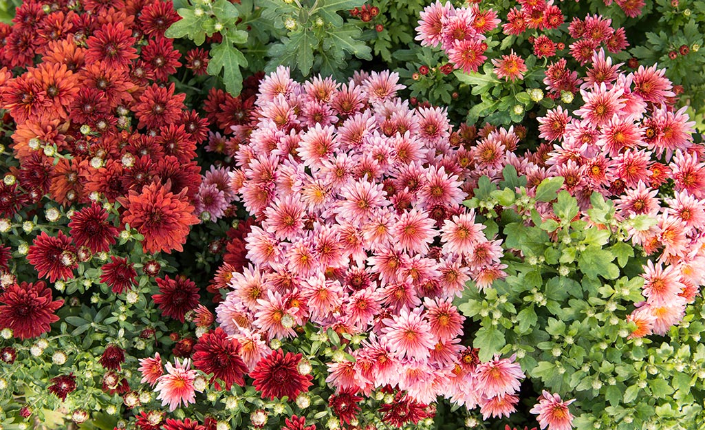 Best Hardy Perennials to Plant in Fall - The Home Depot