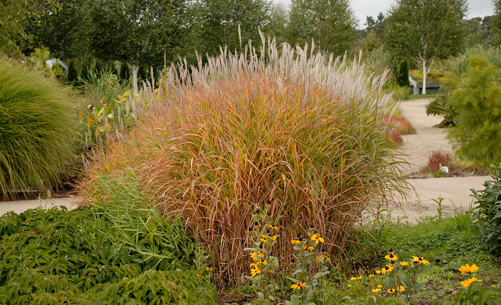 Ornamental grass in the garden