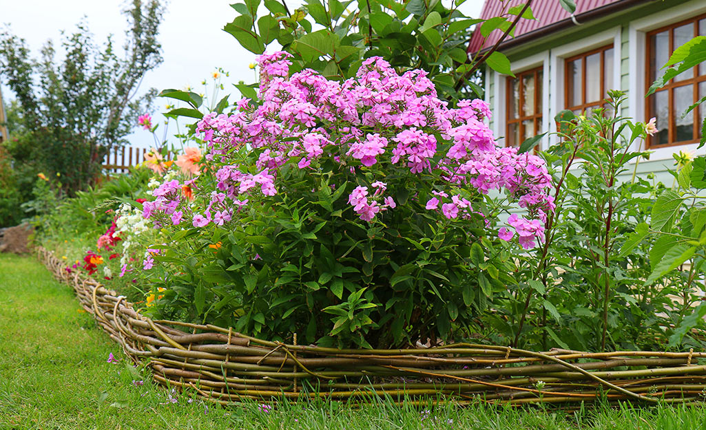Phlox paniculata in the garden