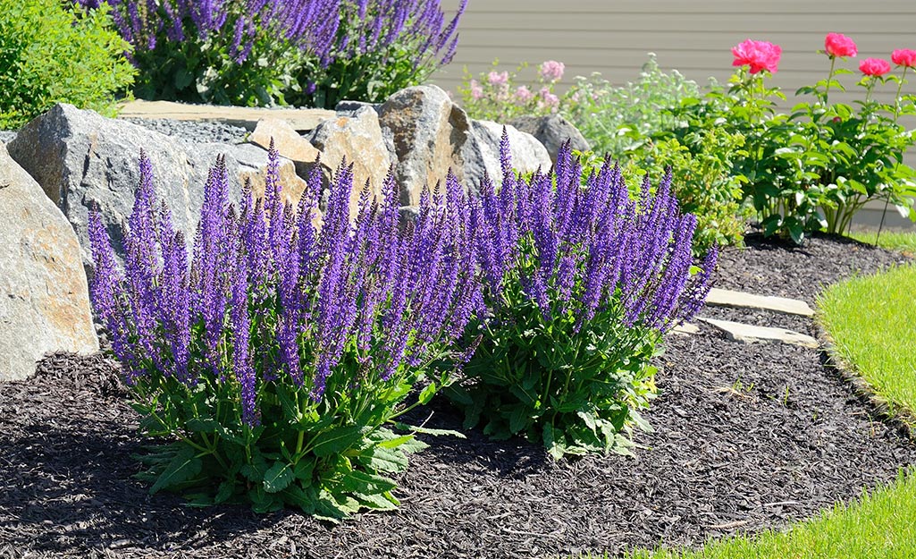 Salvia in the garden