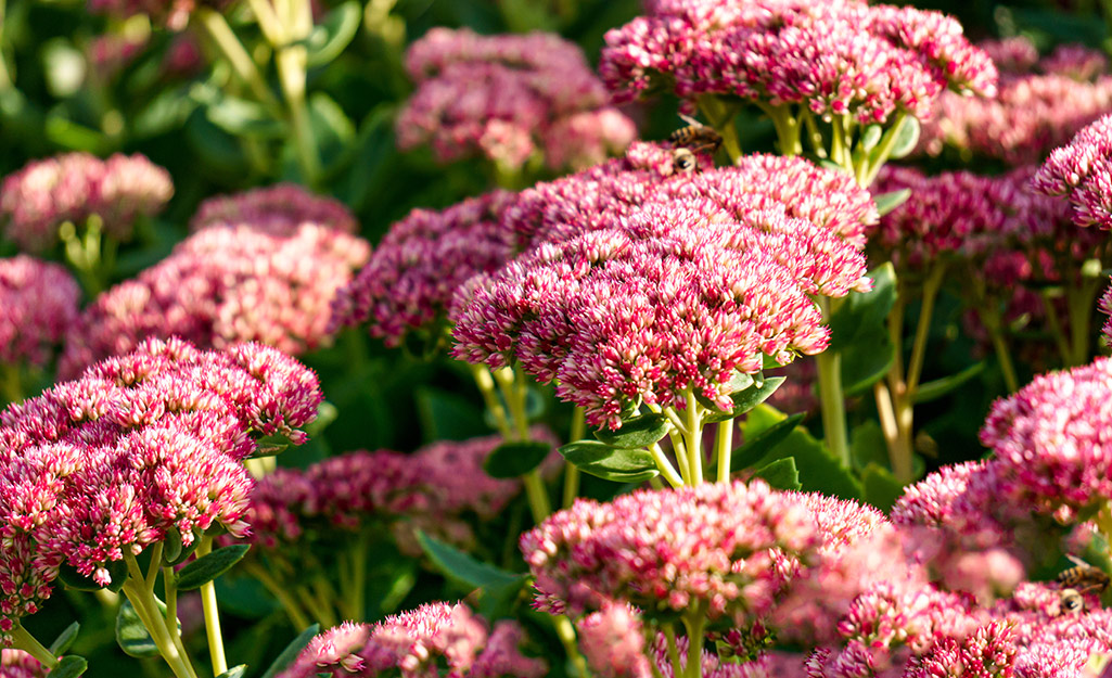 Sedum in the garden