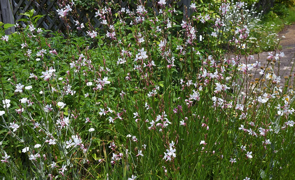 Gaura in a flower garden