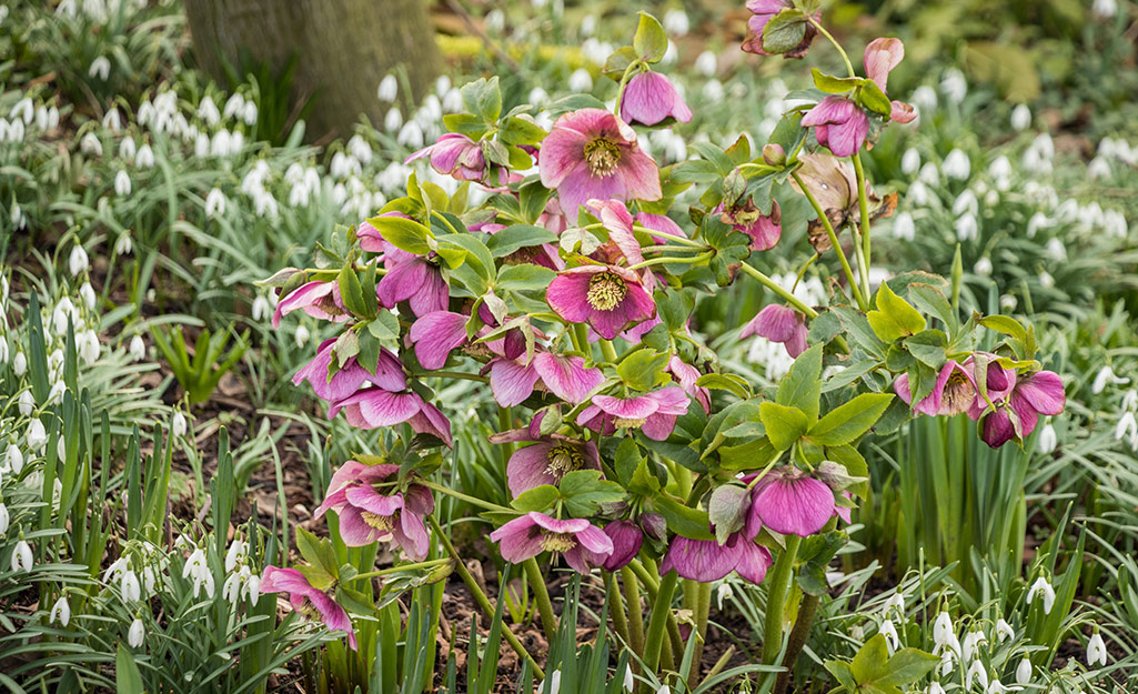 Hellebores blooming in a garden
