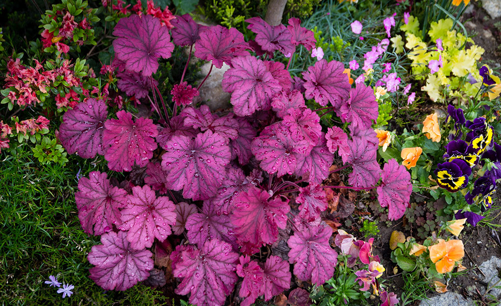 Heuchera in a garden