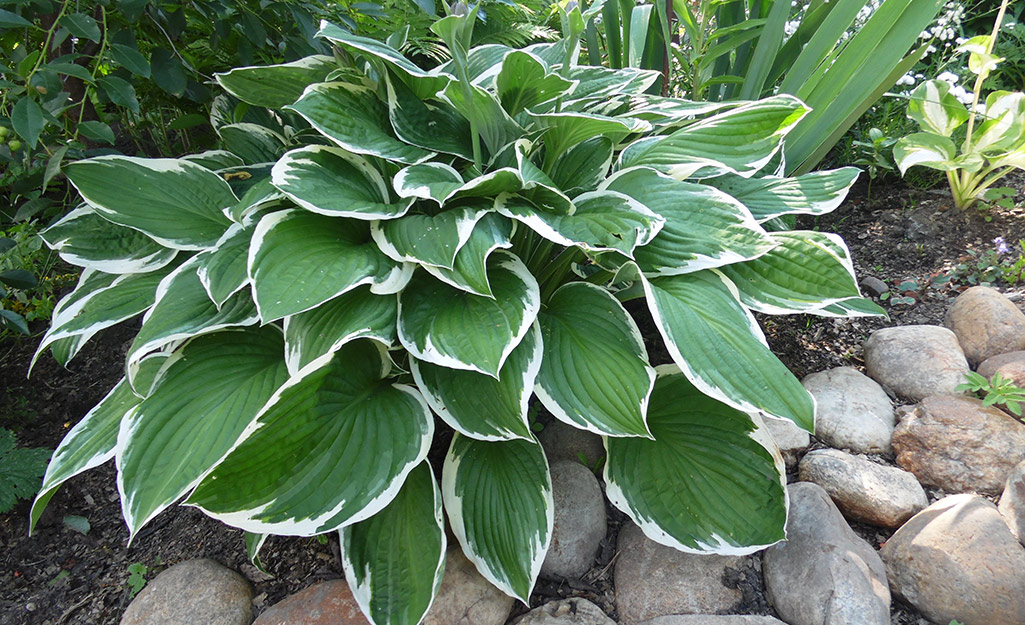 Hosta plant in a garden