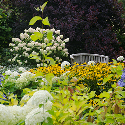 Best Hardy Perennials to Plant in Fall