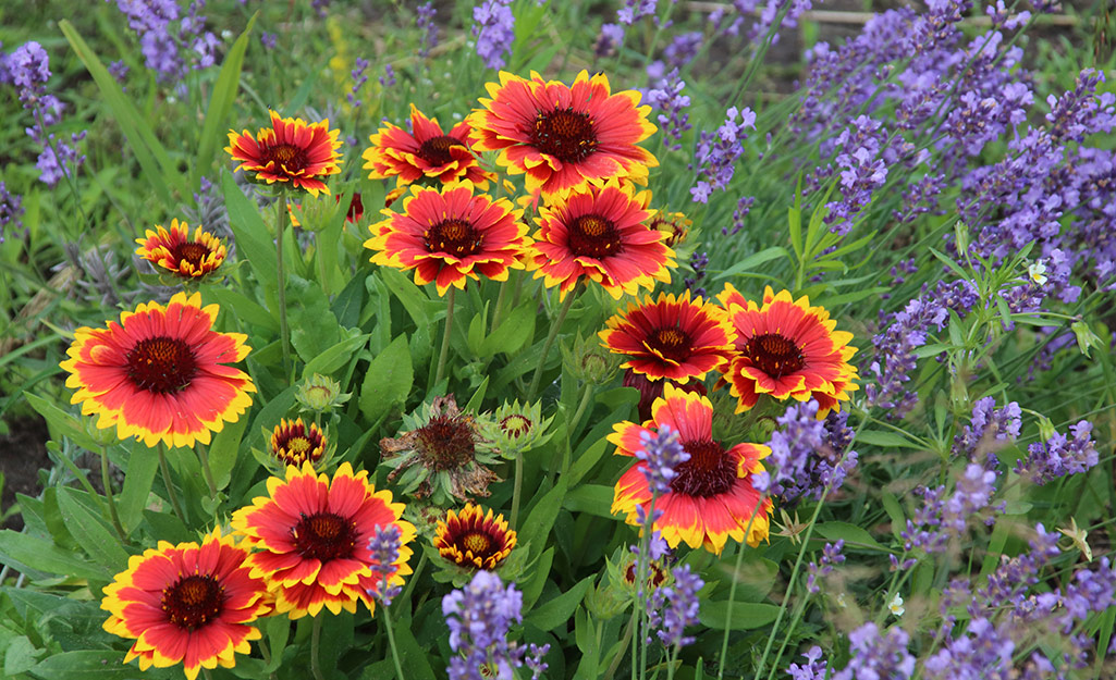 Gaillardia (blanket flower) in a garden Gaillardia (blanket flower) in a garden