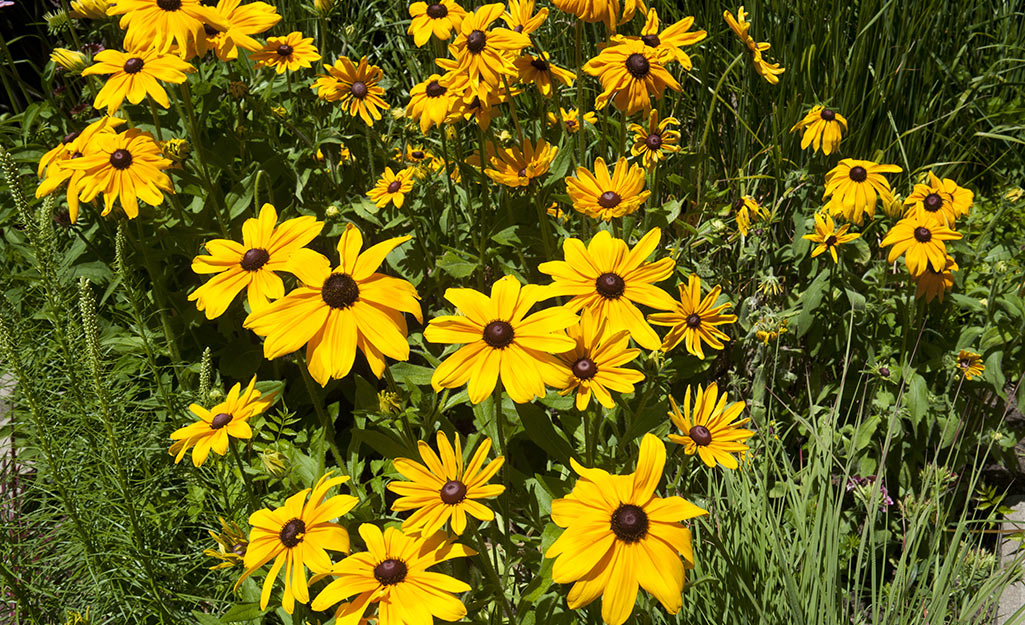 Rudbeckia in a flower bed Rudbeckia in a flower bed