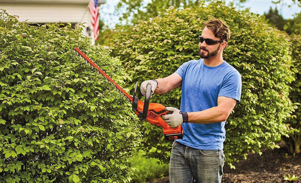 A man holds a hedge trimmer to cut shrubs.
