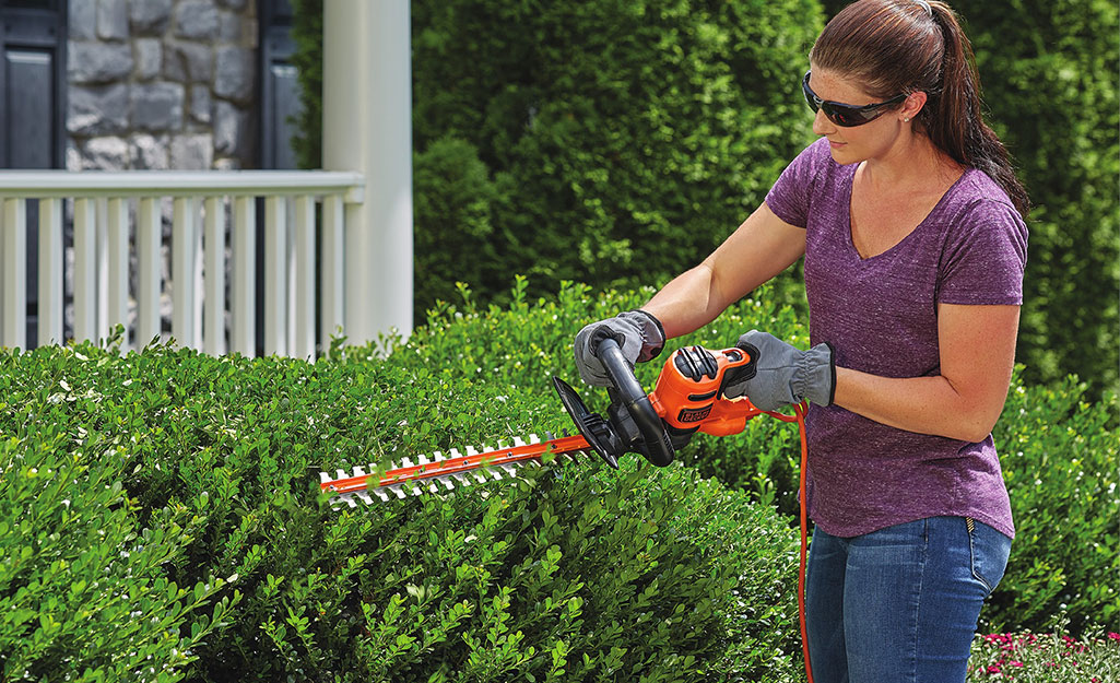 A woman uses a hedge trimmer to trim bushes.