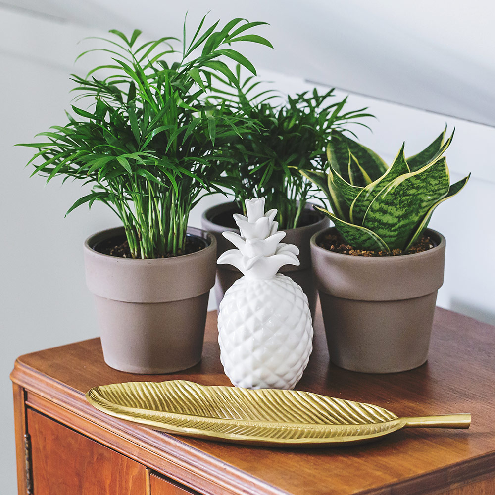 Three pots of houseplants that take low light, a gold tray and a ceramic pineapple sitting on a chest.
