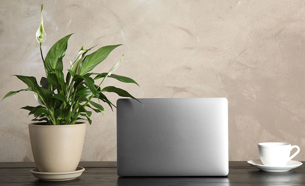 A potted, blooming peace lily that takes low light sitting beside an open laptop and a coffee cup on a desk.