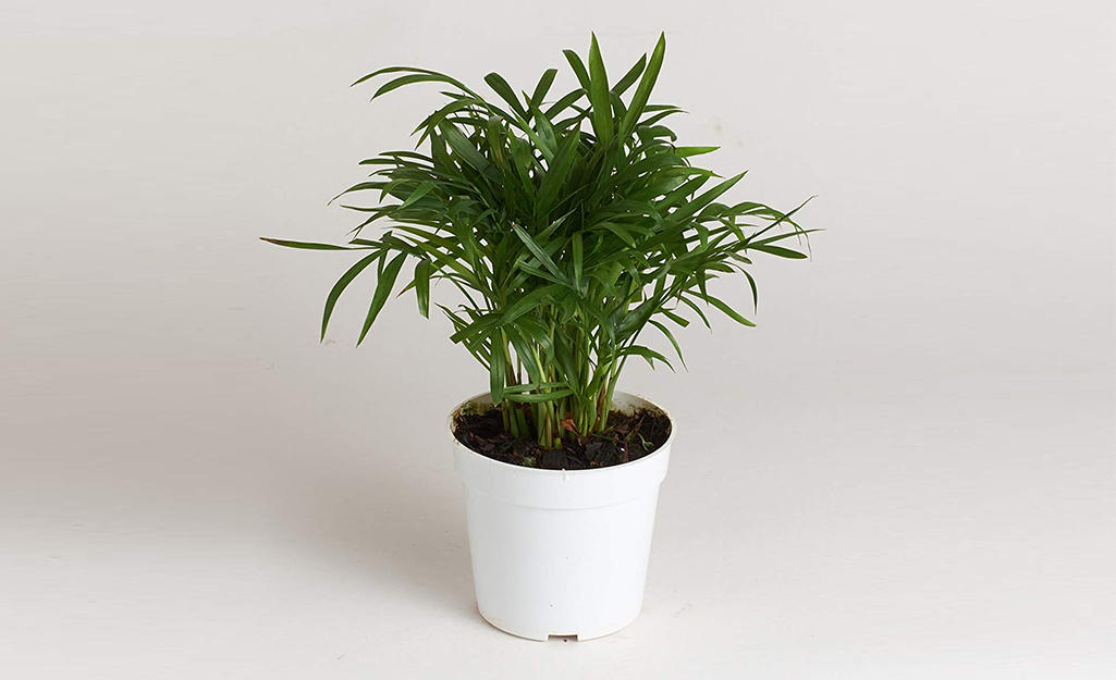 A parlor palm in a white pot, shown against a white background.