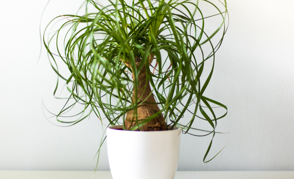 A ponytail palm grows in a white pot.