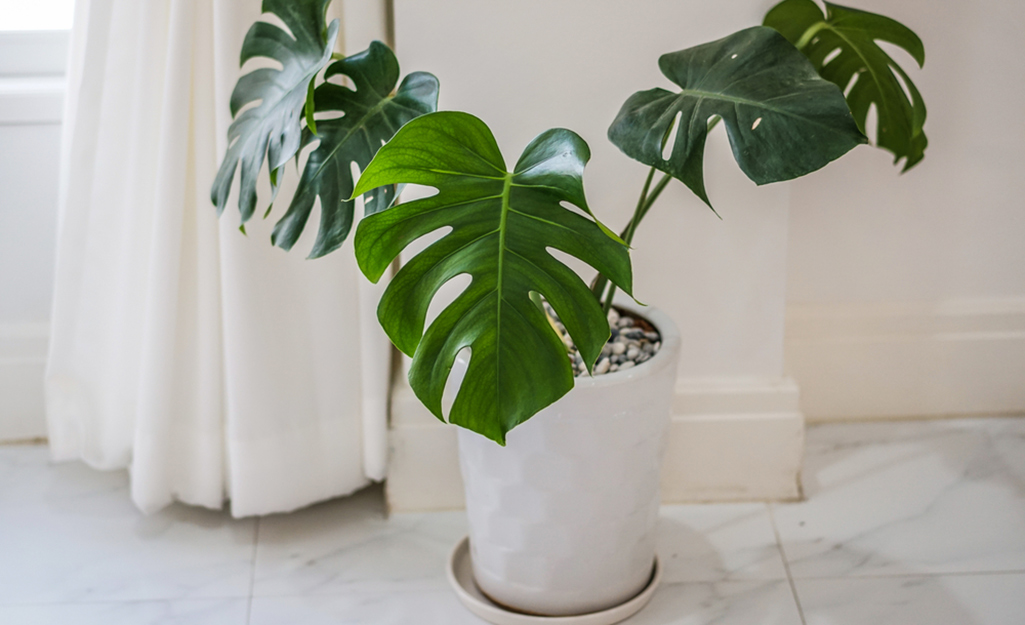 A split-leaf philodendron grows in a white container that sits in front of a white curtain and a white wall.