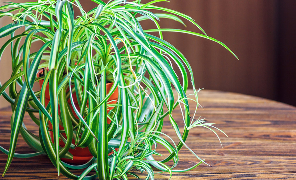 A spider plant sits on a wood table.