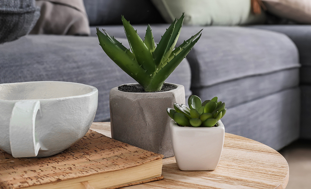 Two small, potted succulents on a coffee table beside a book and a large coffee cup.