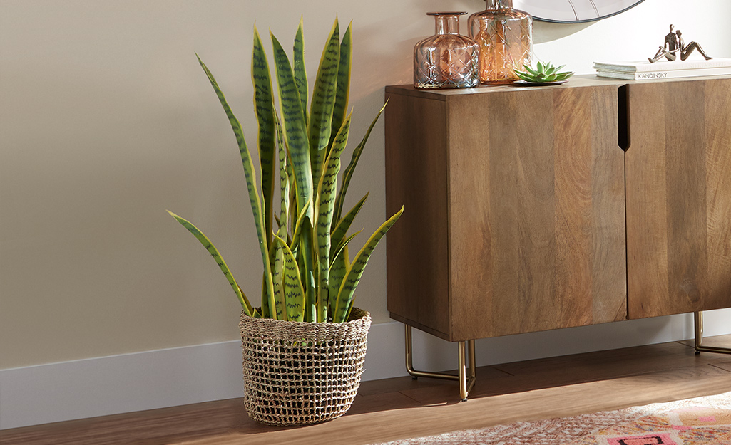 A basket holding a snake plant that takes low light sitting beside a cabinet in a living room.