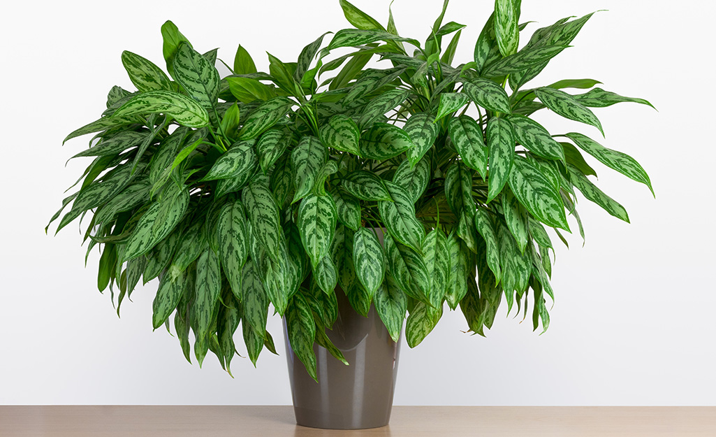 A potted Chinese evergreen that takes low light sitting on a counter.