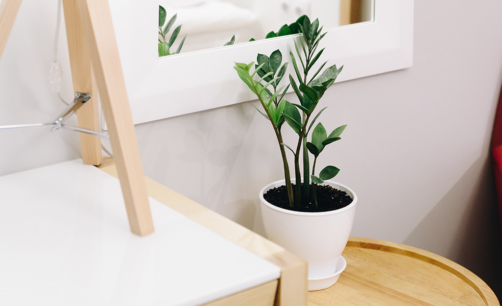 A potted ZZ plant that takes low light sitting on a small table. 