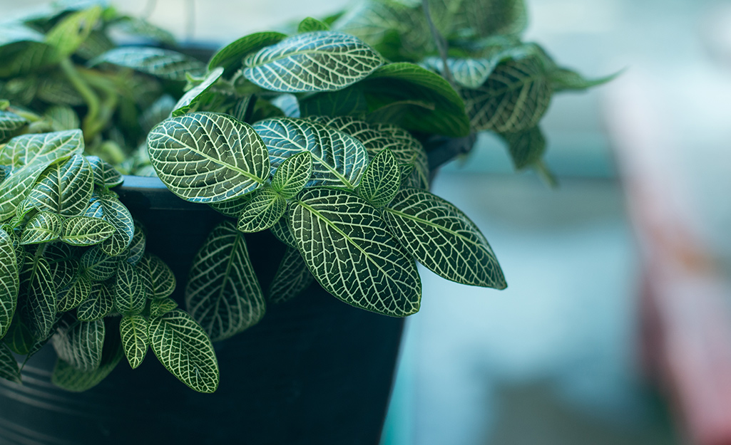 A close-up of the veined leaves of a Fittonia, or nerve plant, in a black pot.