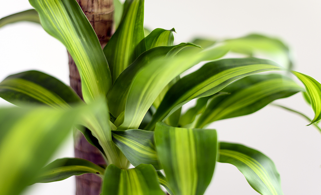 A close-up of a corn plant, or Dracaena fragrans, with green and yellowish-green striped leaves.