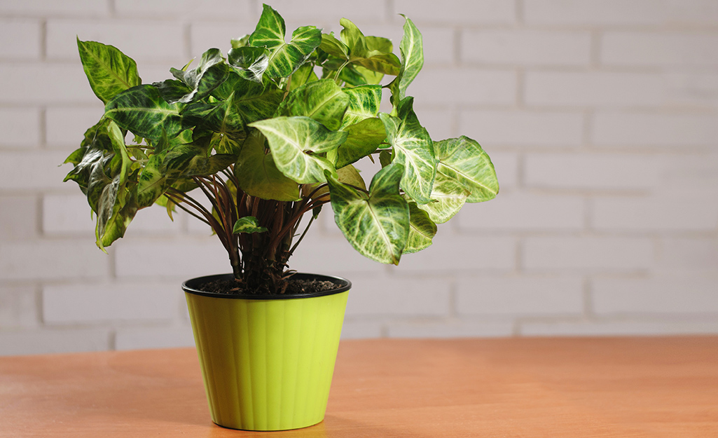 An arrowhead plant in a light green pot sitting on a counter.