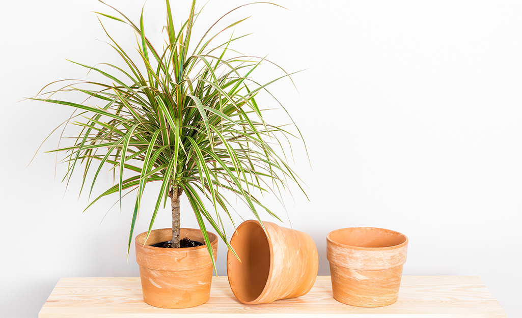 A Madagascar palm in a pot stands on a table in front of a white wall.