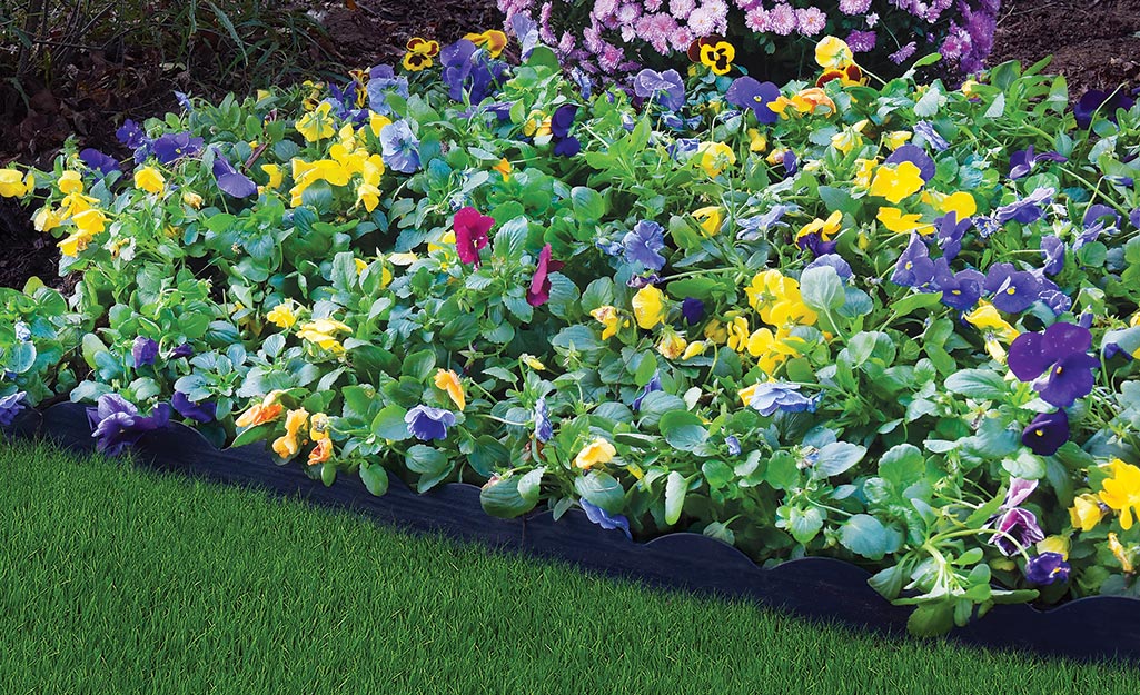 Plastic edging installed between a flower bed and lawn.