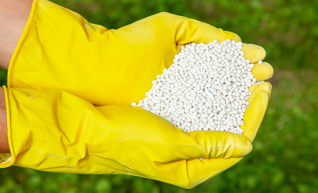 Someone wearing yellow gloves holding a handful of white fertilizer granules.