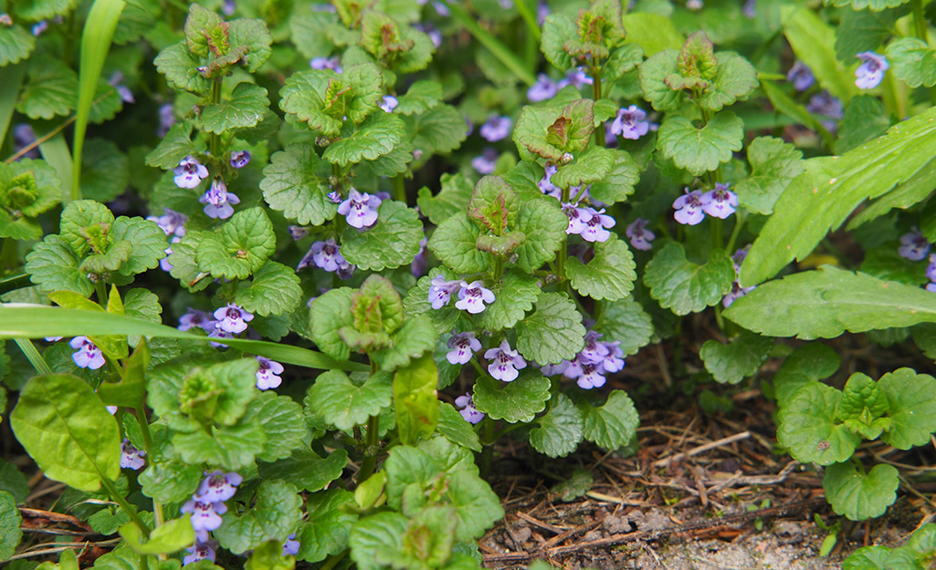 Weeds in a yard