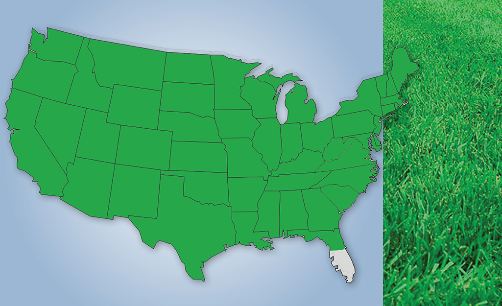 A map graphic shows the appearance and U.S. location of mix grass. A map graphic shows the appearance and U.S. location of mix grass.