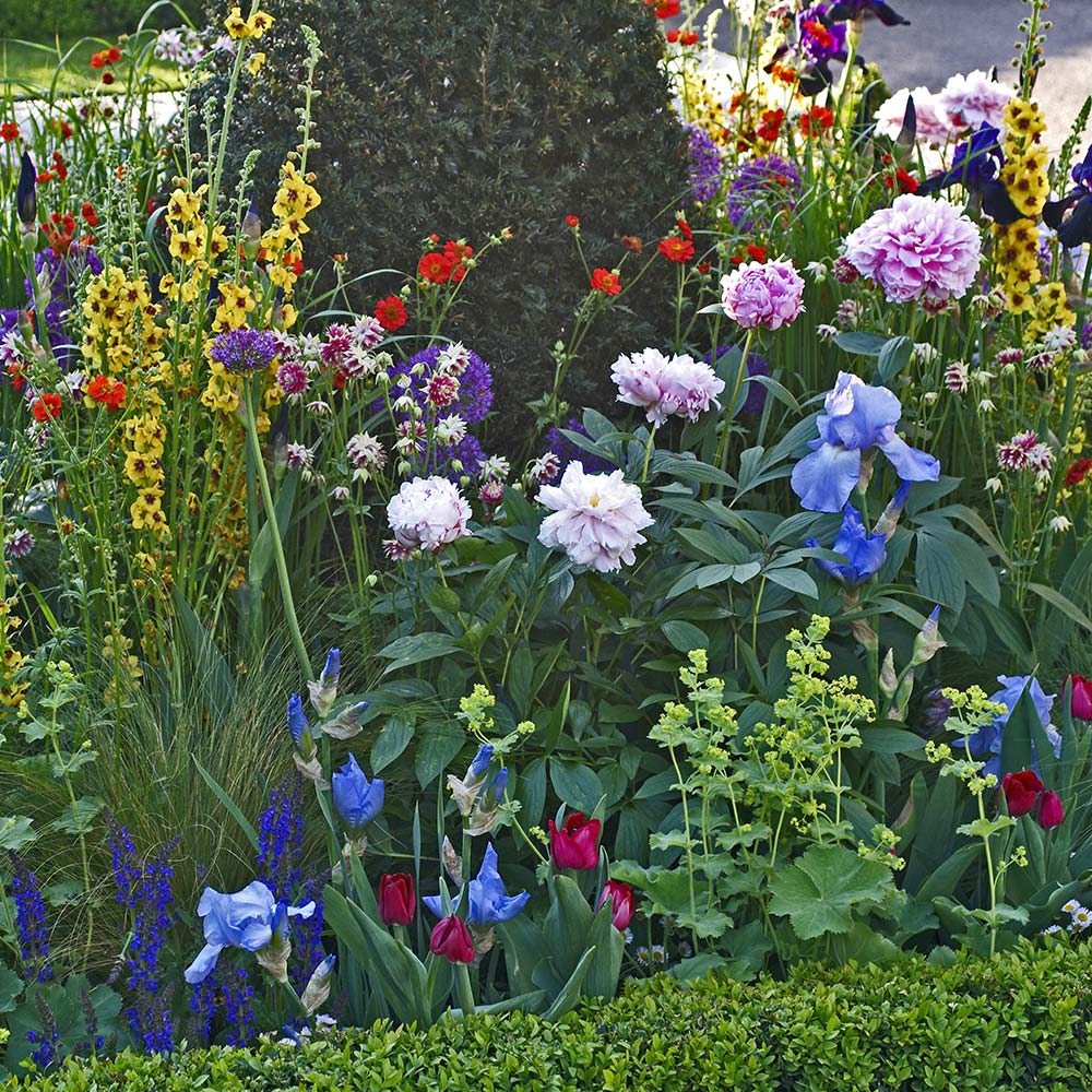 Peonies, iris and other plants growing in a garden bed.